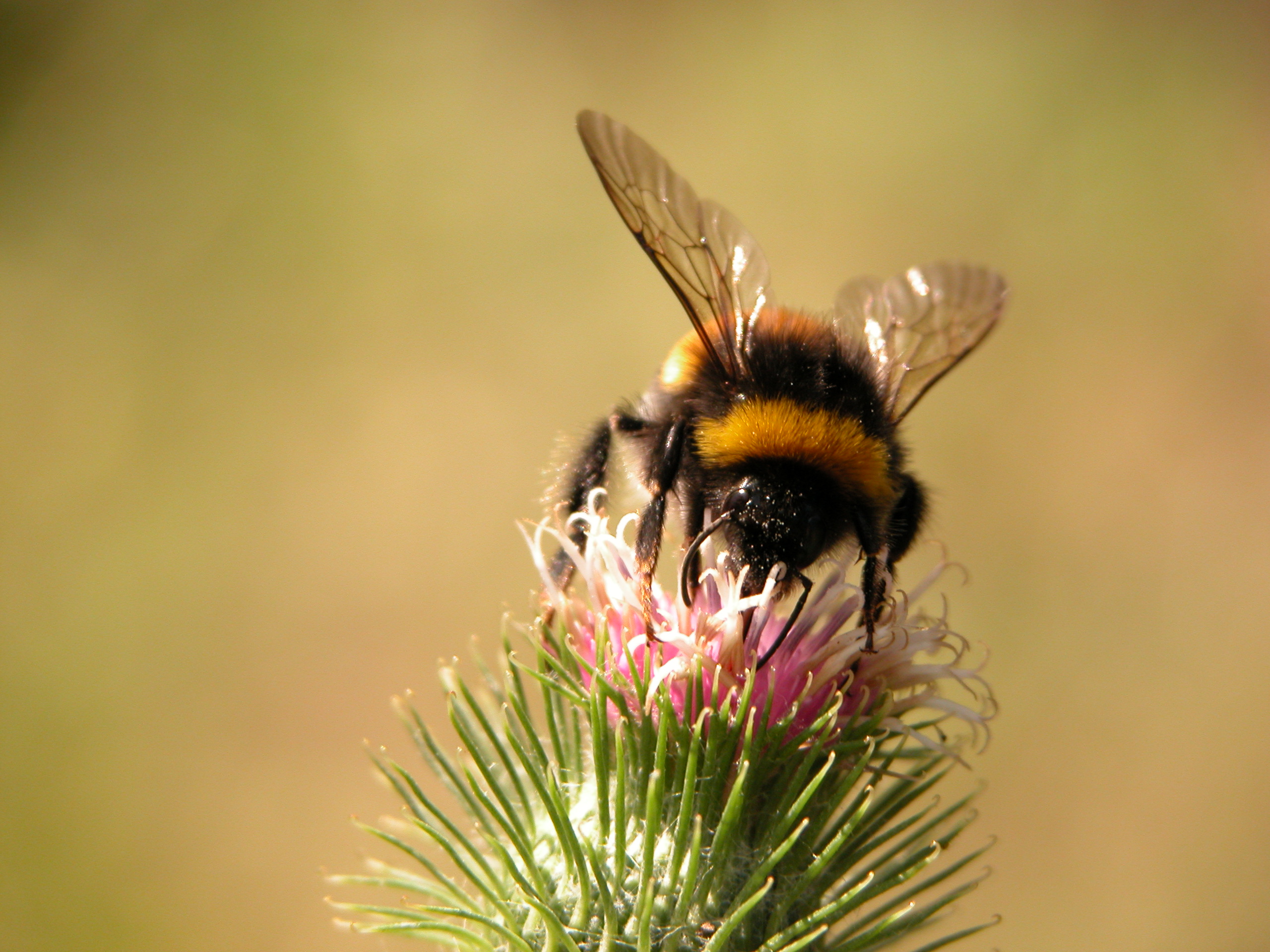 wallpaper bugs,biene,honigbiene,hummel,insekt,membran geflügeltes insekt