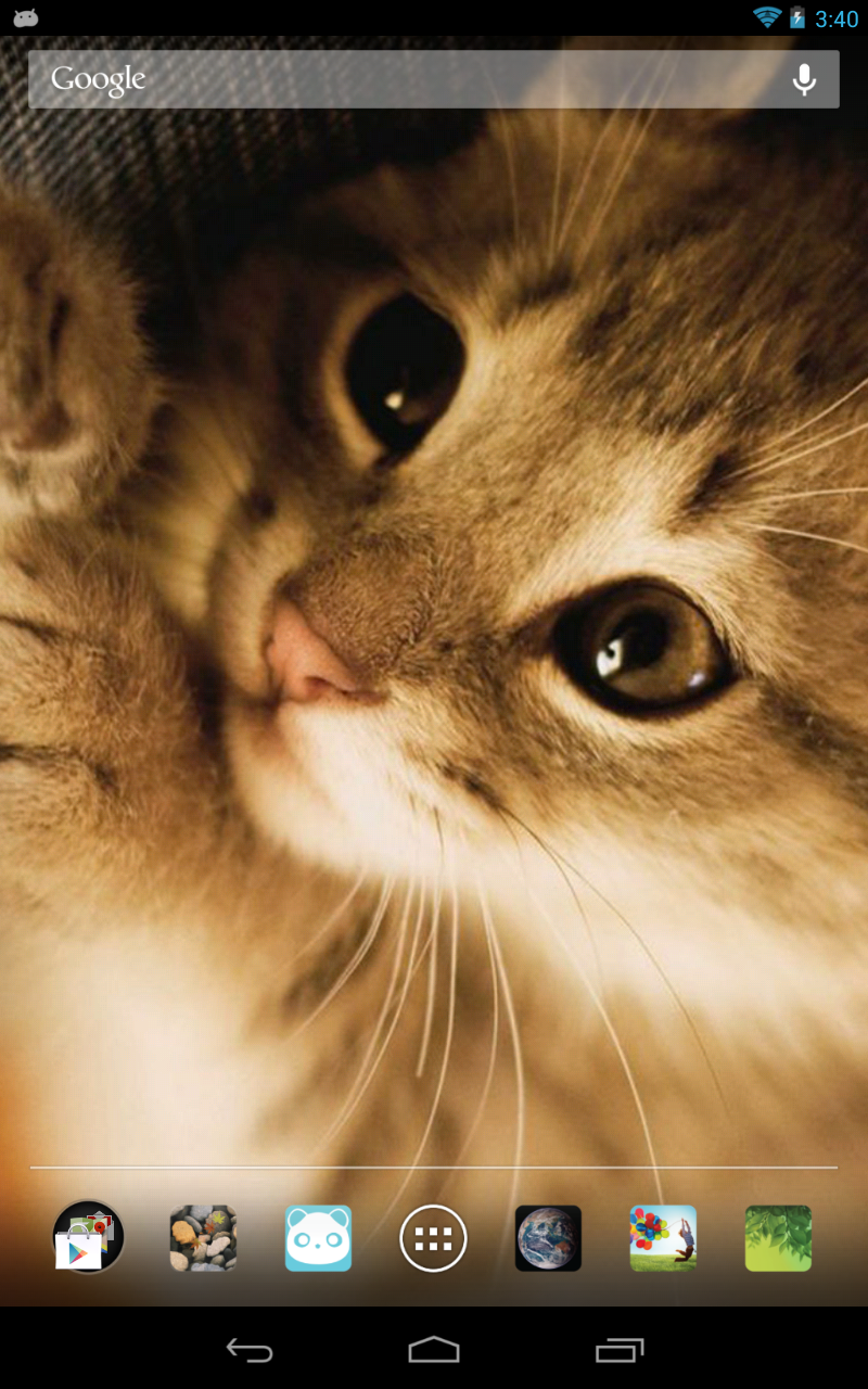 cute cat live wallpaper,cat,whiskers,felidae,small to medium sized cats,nose