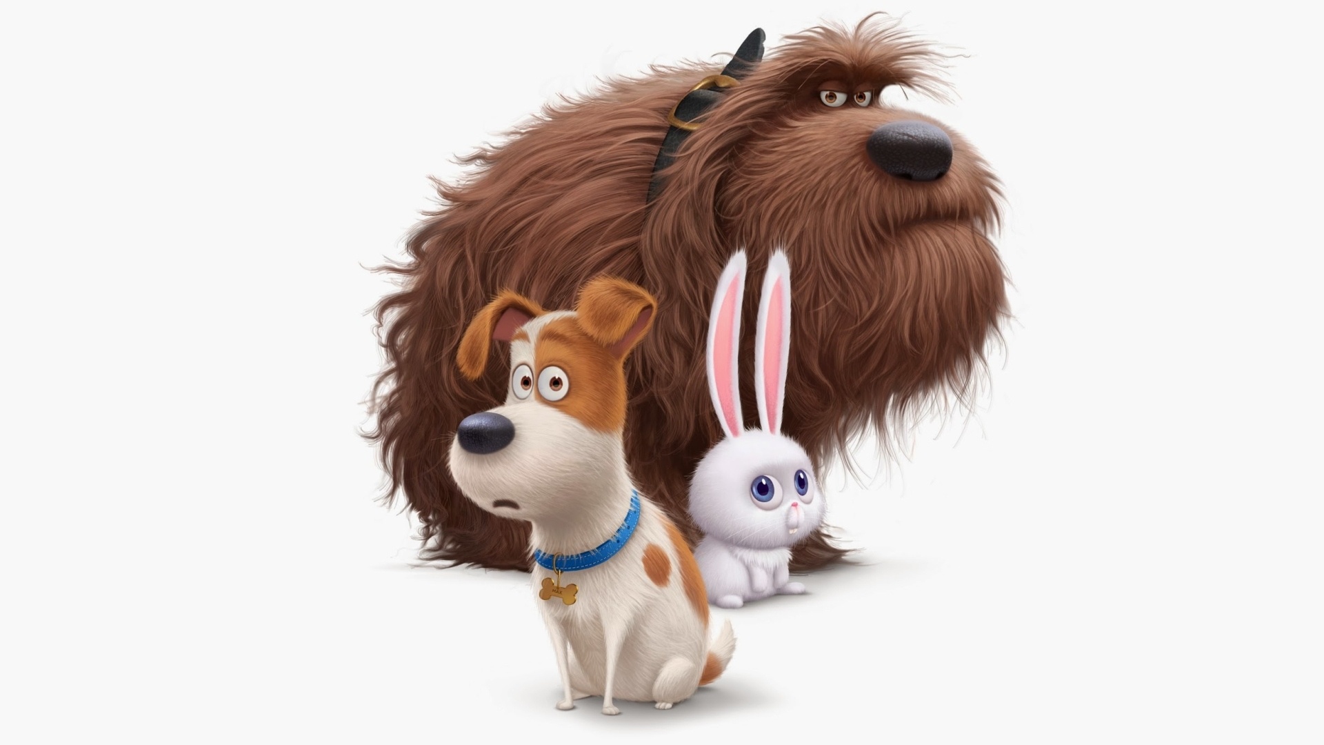 mascotas fondos de pantalla hd,perro,perro de compañía,yorkshire terrier