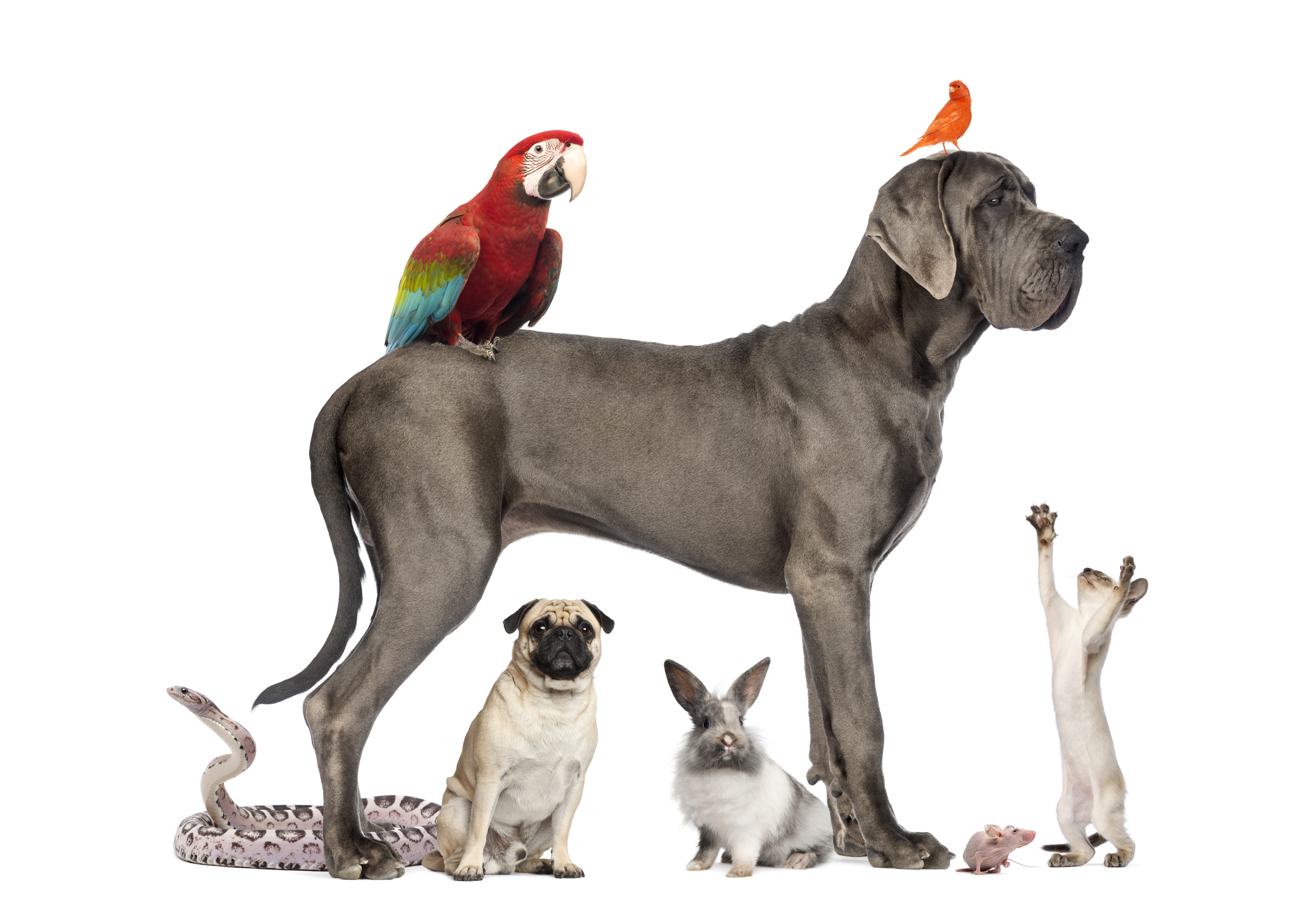 haustiere wallpaper hd,hund,deutsche dogge,weimaraner,englischer mastiff,sportgruppe