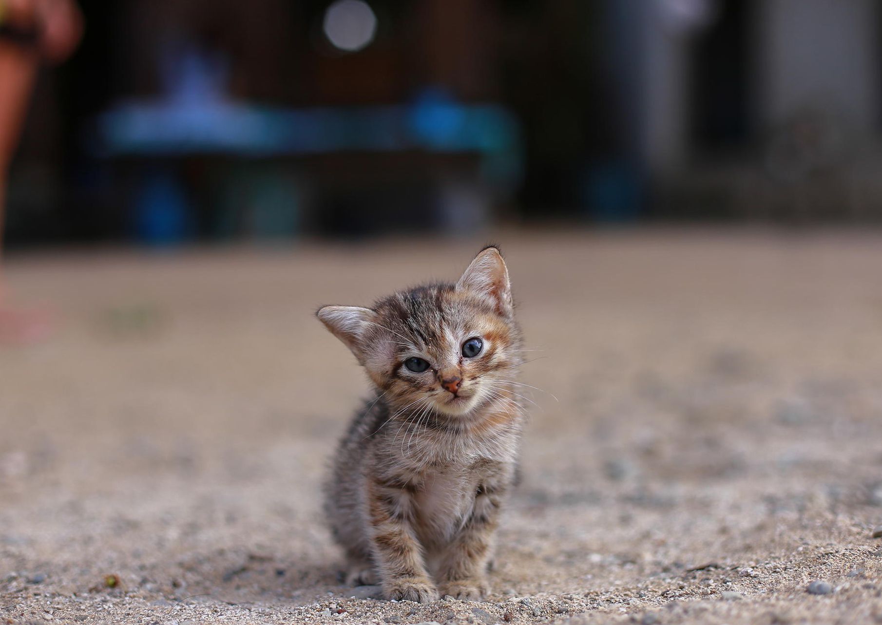 귀여운 고양이 라이브 벽지,고양이,중소형 고양이,felidae,구레나룻,야생 고양이