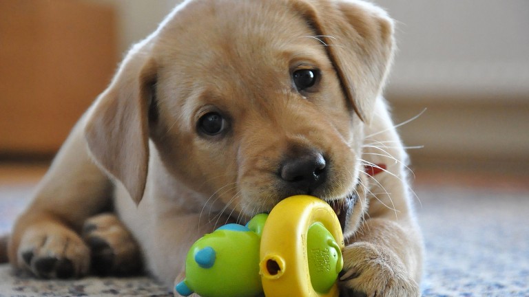 animali domestici wallpaper hd,cane,cucciolo,giocattolo per cani,palla da tennis,labrador retriever