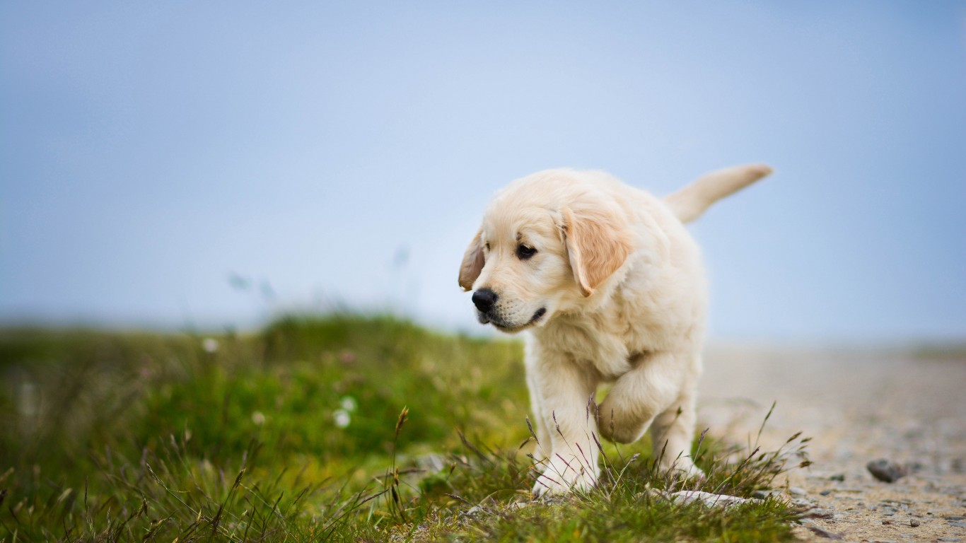 animali domestici wallpaper hd,cane,golden retriever,cucciolo,labrador retriever