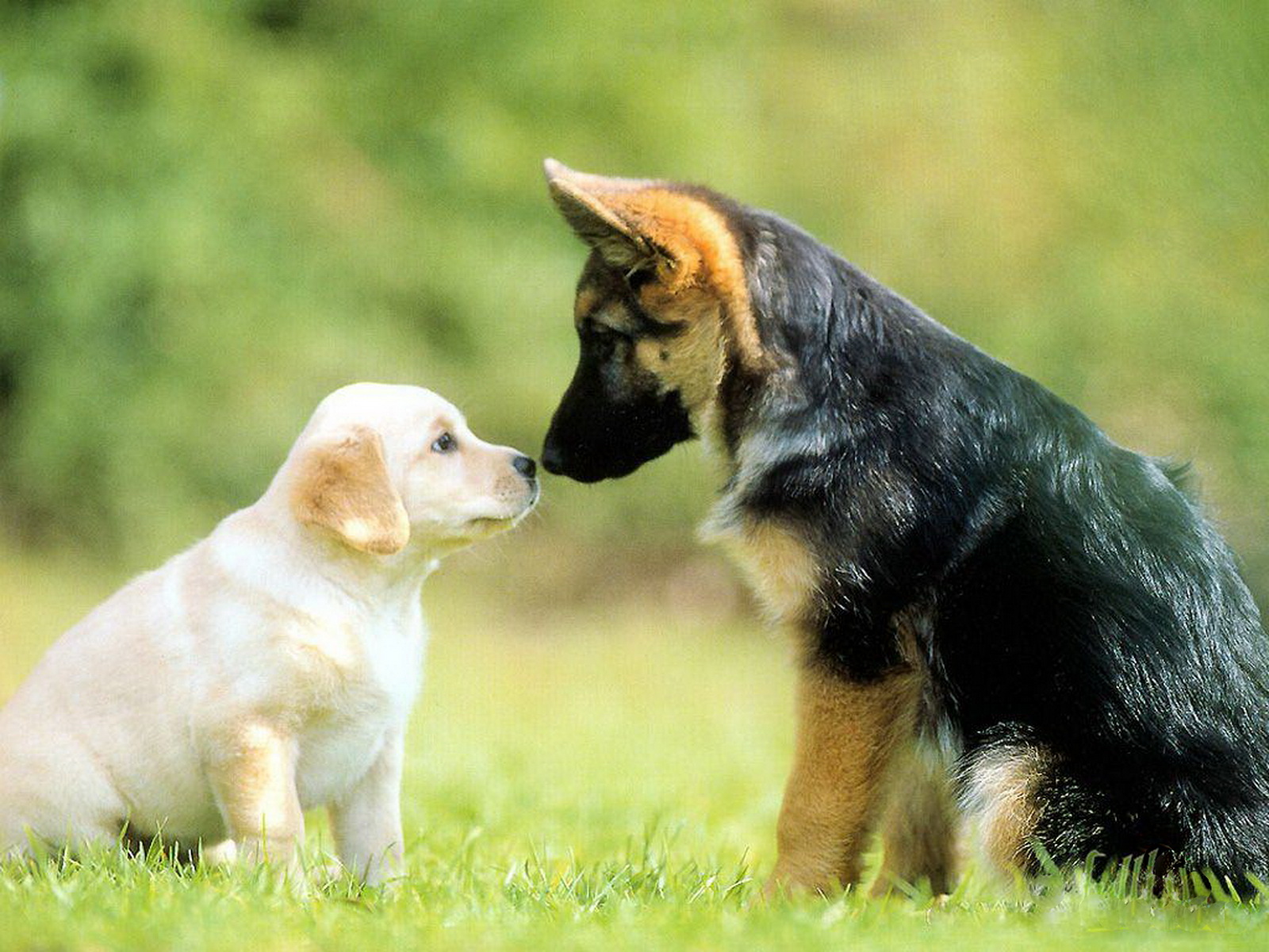 animali domestici wallpaper hd,cane,cucciolo,cane pastore tedesco,cane da compagnia,hovawart