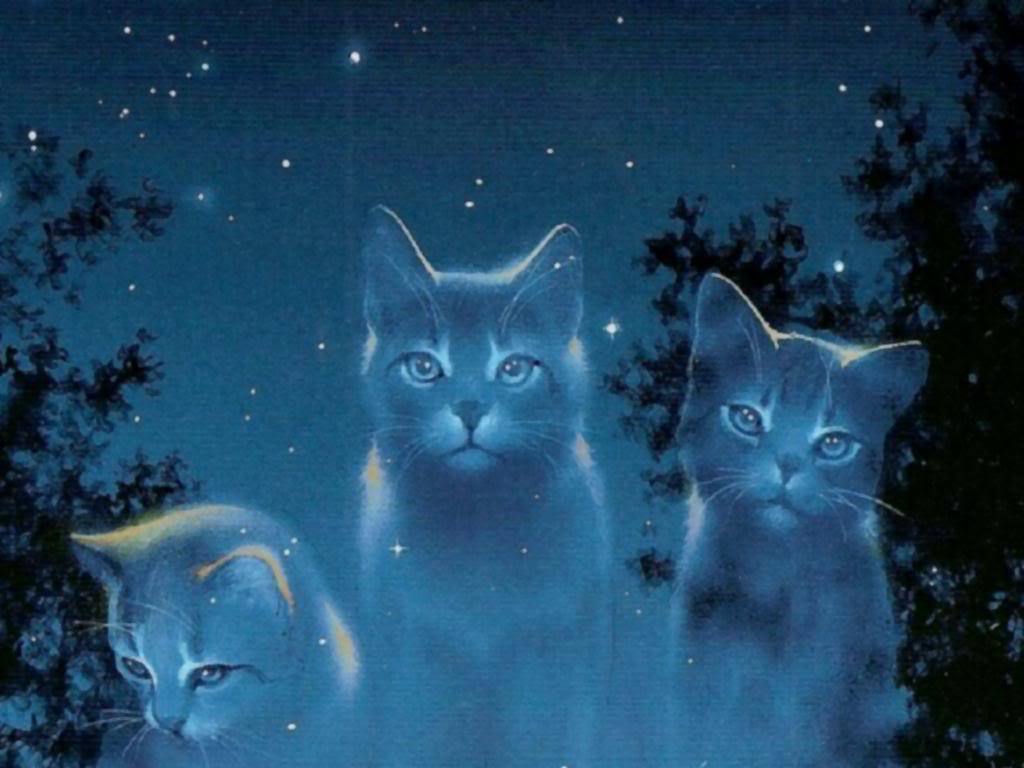 moving cat wallpaper,cat,sky,blue,felidae,small to medium sized cats