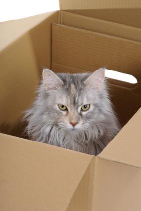 fond d'écran de chat en mouvement,chat,chats de petite à moyenne taille,félidés,boîte,moustaches