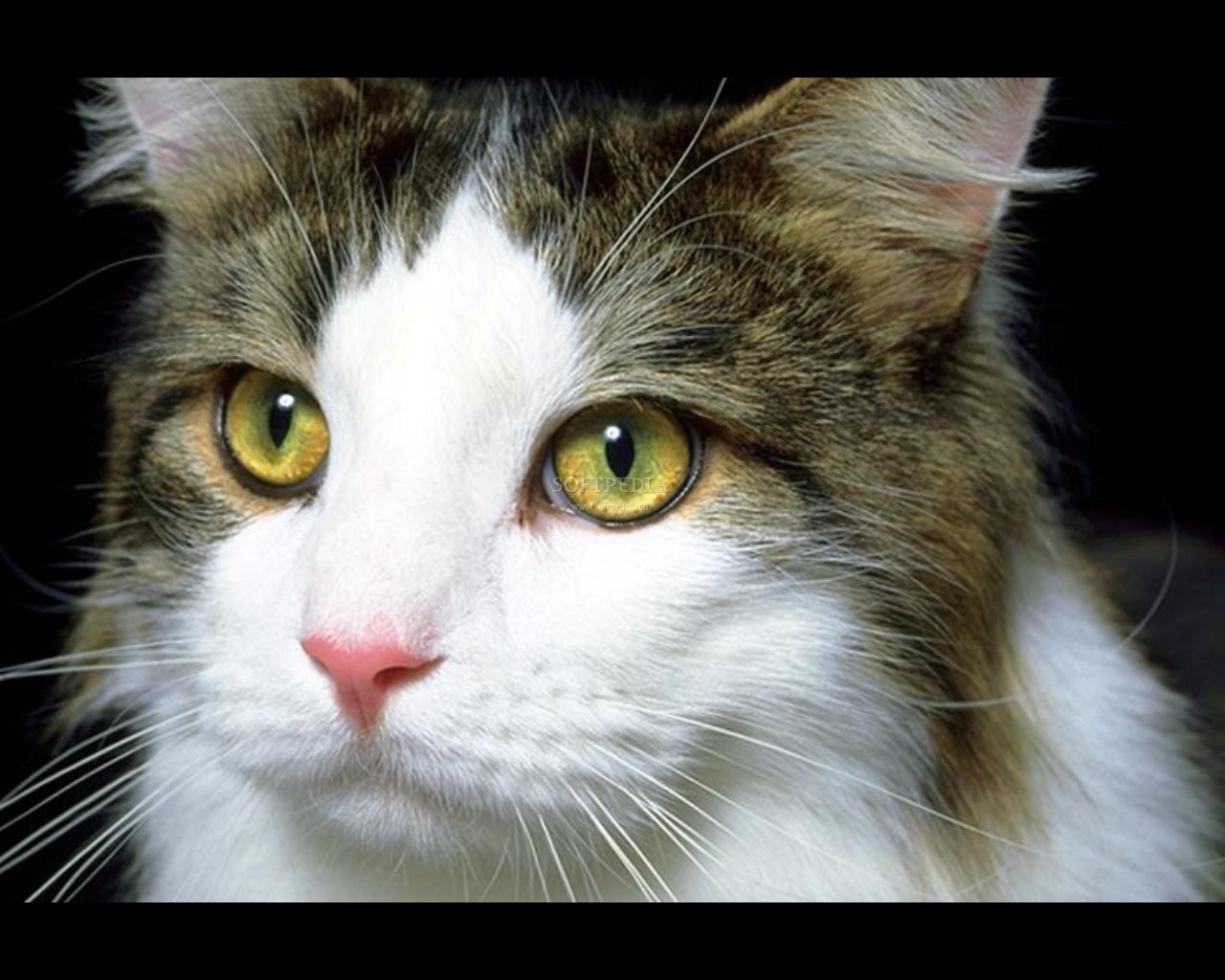 fondo de pantalla de gato en movimiento,gato,gatos pequeños a medianos,bigotes,felidae,gato del bosque noruego