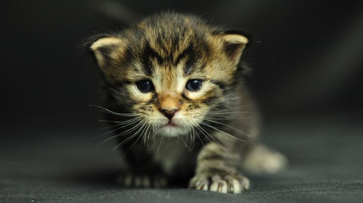 움직이는 고양이 벽지,고양이,중소형 고양이,구레나룻,felidae,고양이 새끼