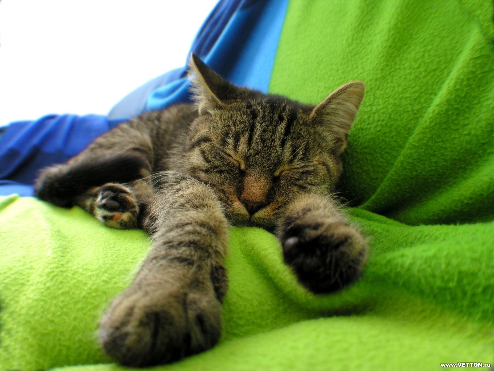 fond d'écran de chat en mouvement,chat,chats de petite à moyenne taille,félidés,moustaches,vert