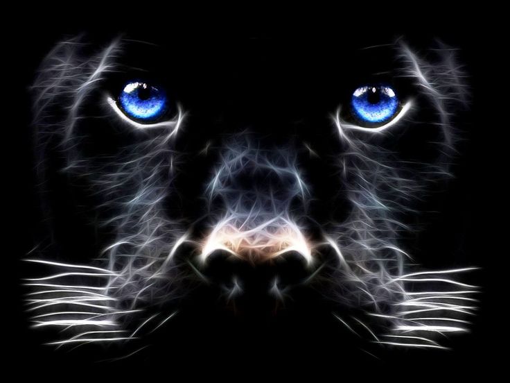 fondo de pantalla de gato en movimiento,felidae,bigotes,negro,grandes felinos,hocico