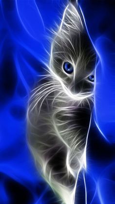 fond d'écran de chat en mouvement,chat,moustaches,félidés,bleu électrique,chats de petite à moyenne taille