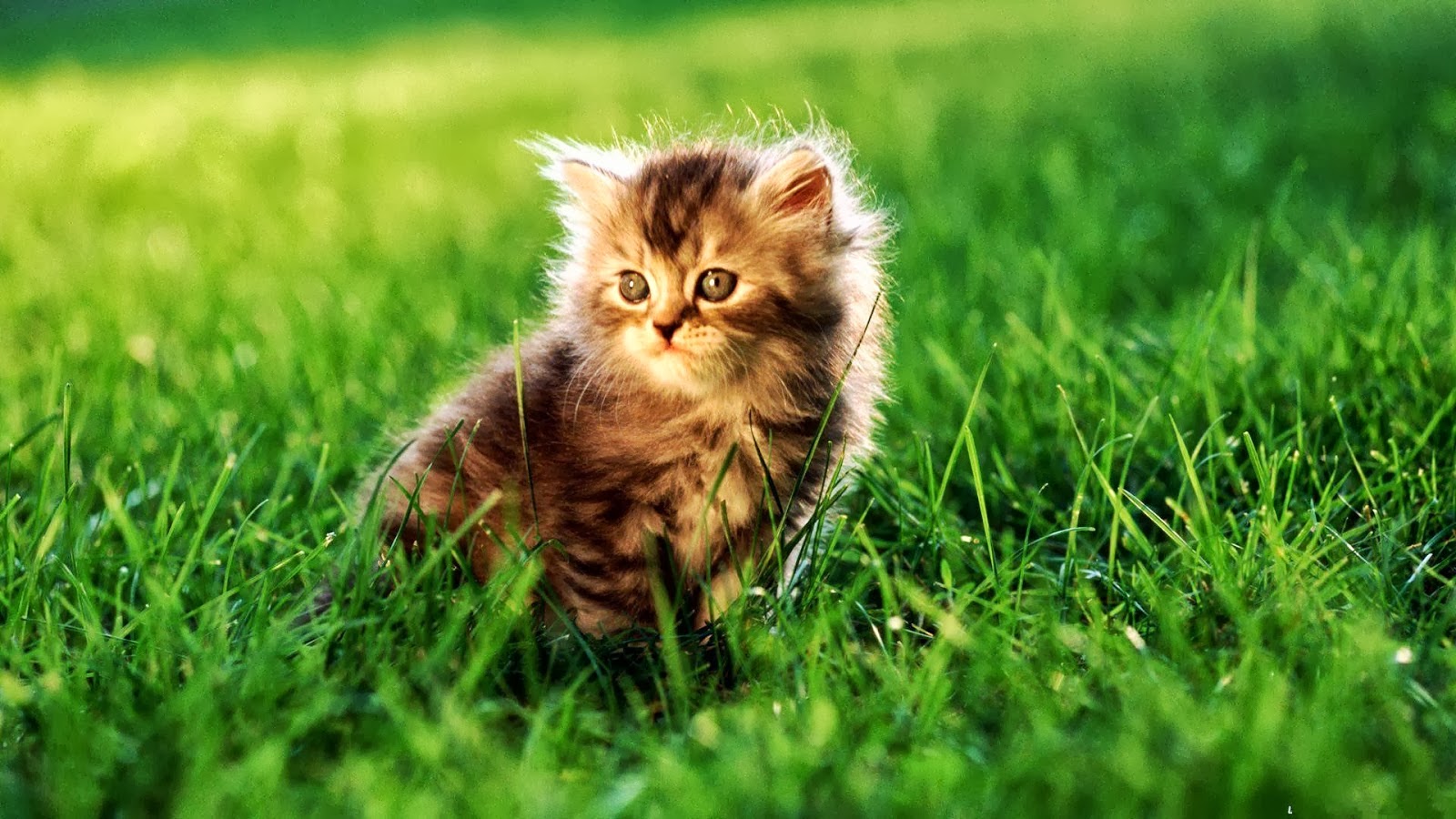 couper le fond d'écran hd,chat,chats de petite à moyenne taille,félidés,herbe,la nature