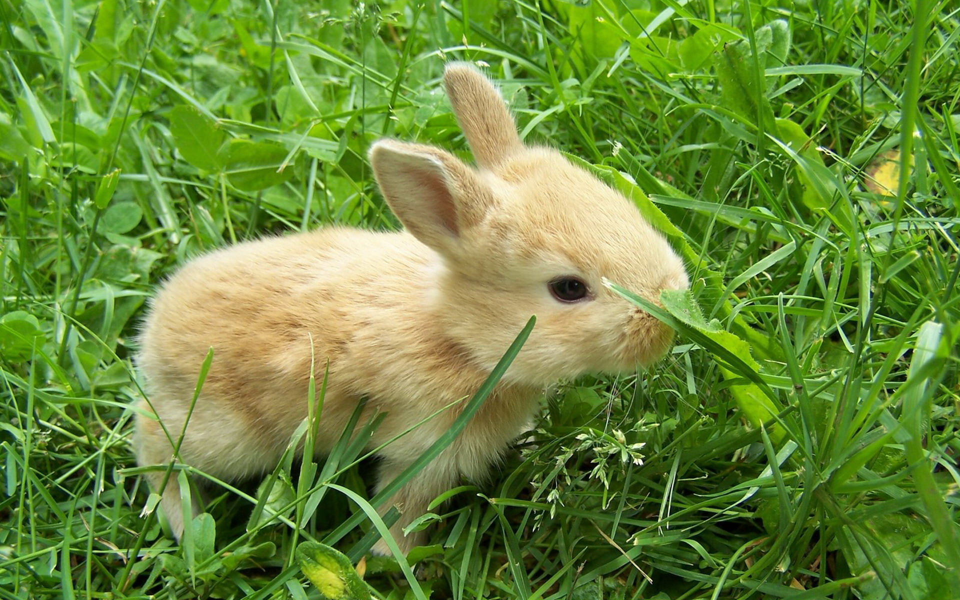 süße baby live wallpaper,hauskaninchen,hase,kaninchen und hasen,hase,gras