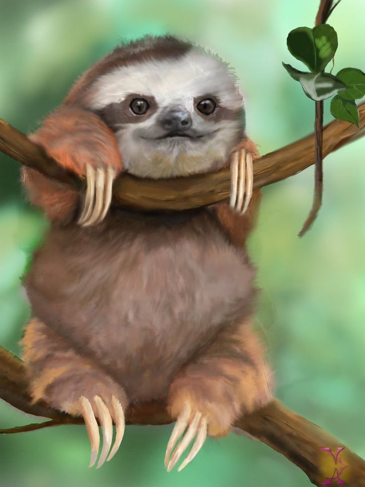 cute baby live wallpaper,vertebrate,mammal,sloth,three toed sloth,snout