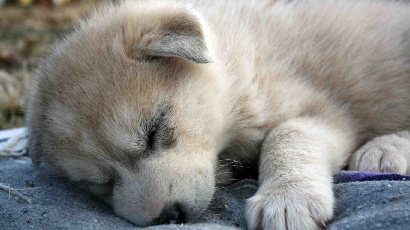 귀여운 아기 라이브 배경 화면,개,강아지,주둥이,선잠,고양이