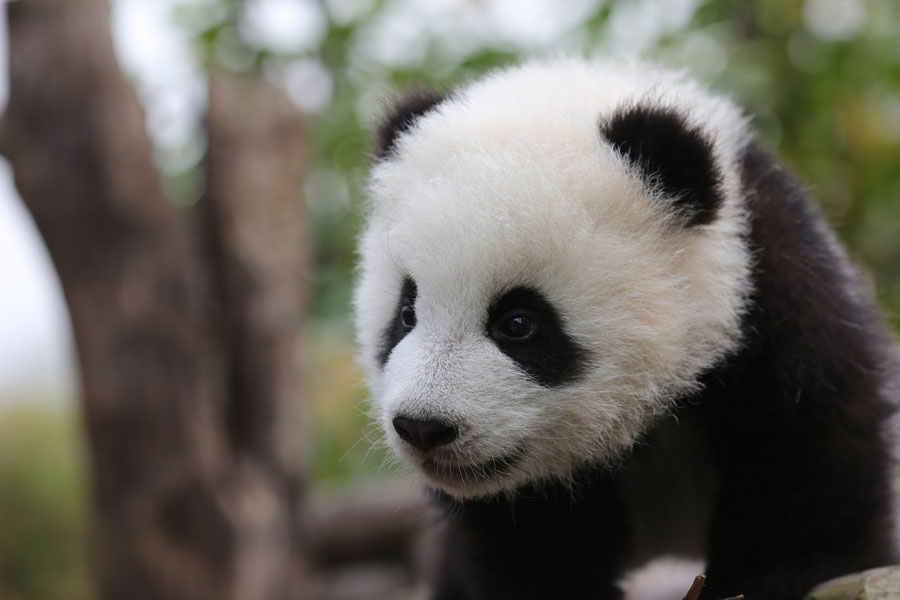 cute baby live wallpaper,panda,mammal,vertebrate,terrestrial animal,bear
