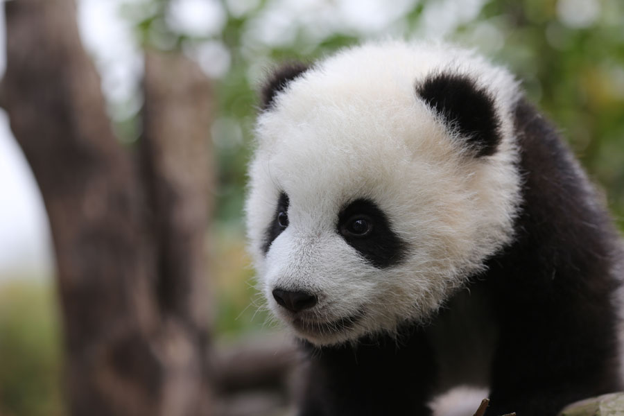 süße baby live wallpaper,panda,landtier,bär,schnauze,tierwelt