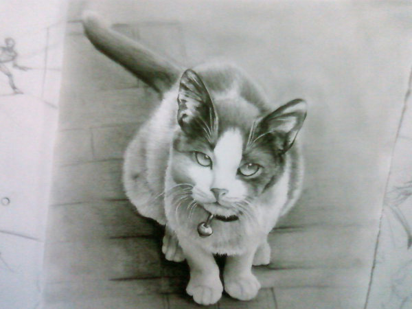 cat drawing wallpaper,cat,felidae,small to medium sized cats,whiskers,drawing