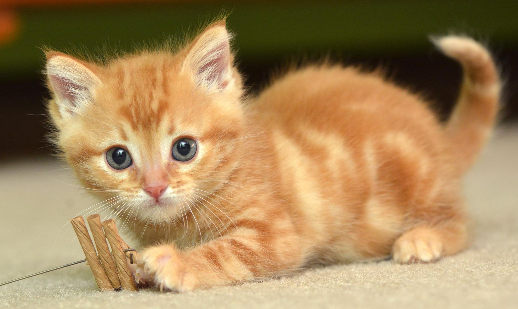 cute baby cat fondo de pantalla hd,gato,gatos pequeños a medianos,felidae,bigotes,gatito