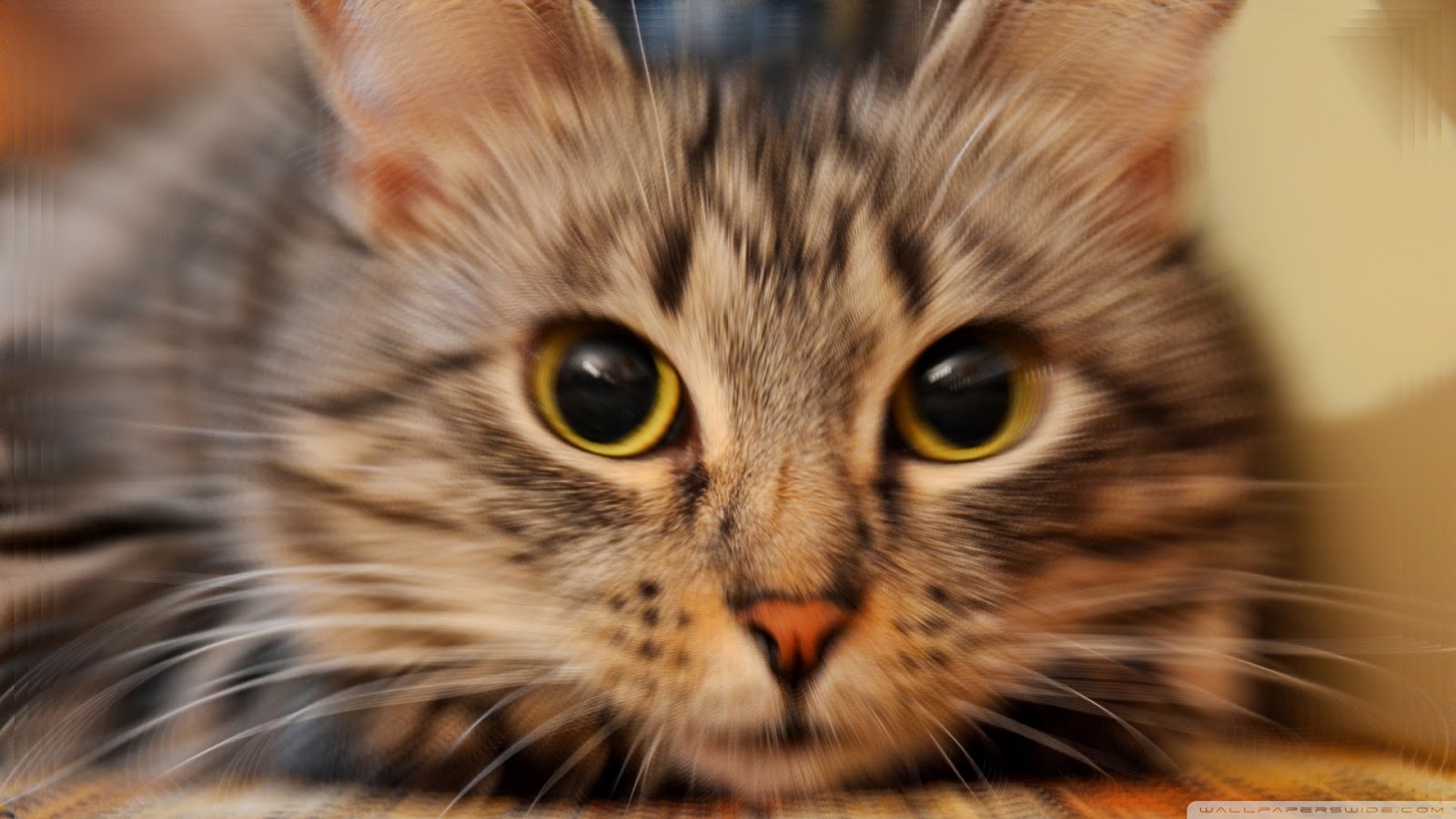 fond d'écran,chat,moustaches,chats de petite à moyenne taille,félidés,chat tigré