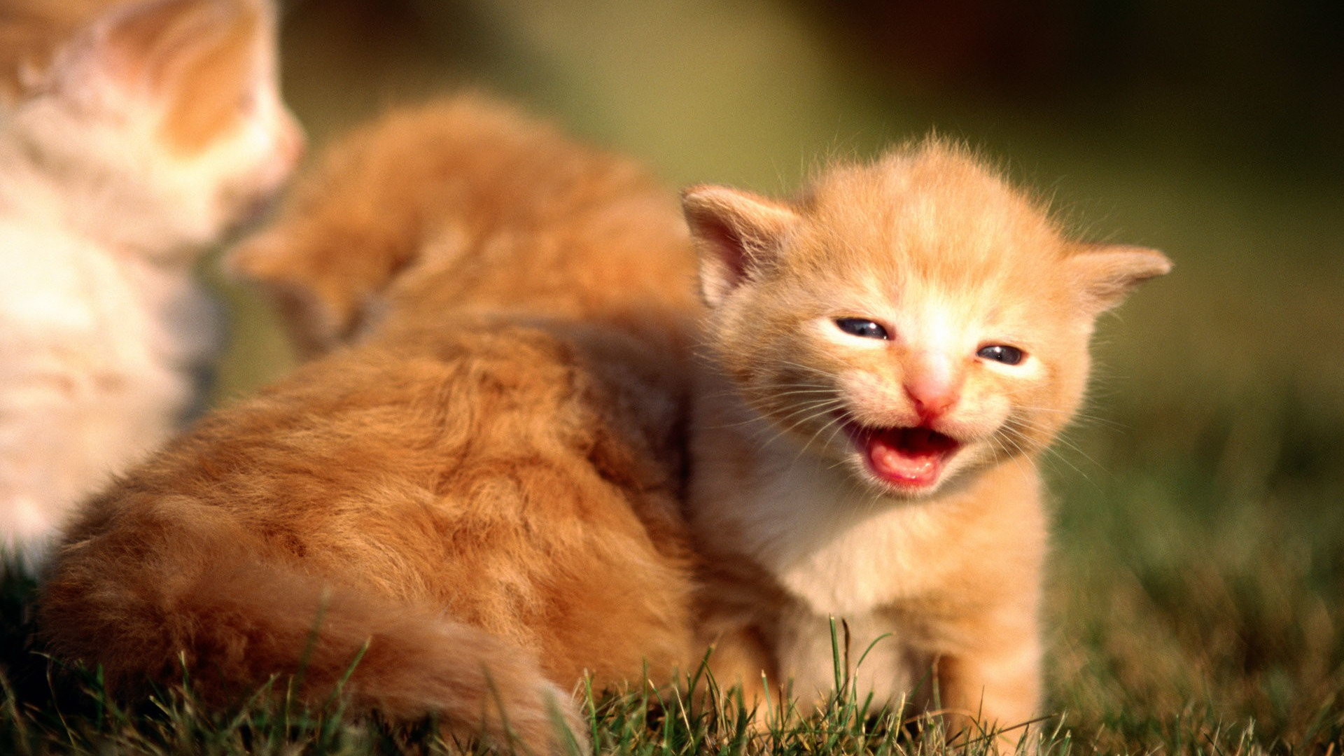 cute baby cat fondo de pantalla hd,gato,bigotes,felidae,gatos pequeños a medianos,hocico