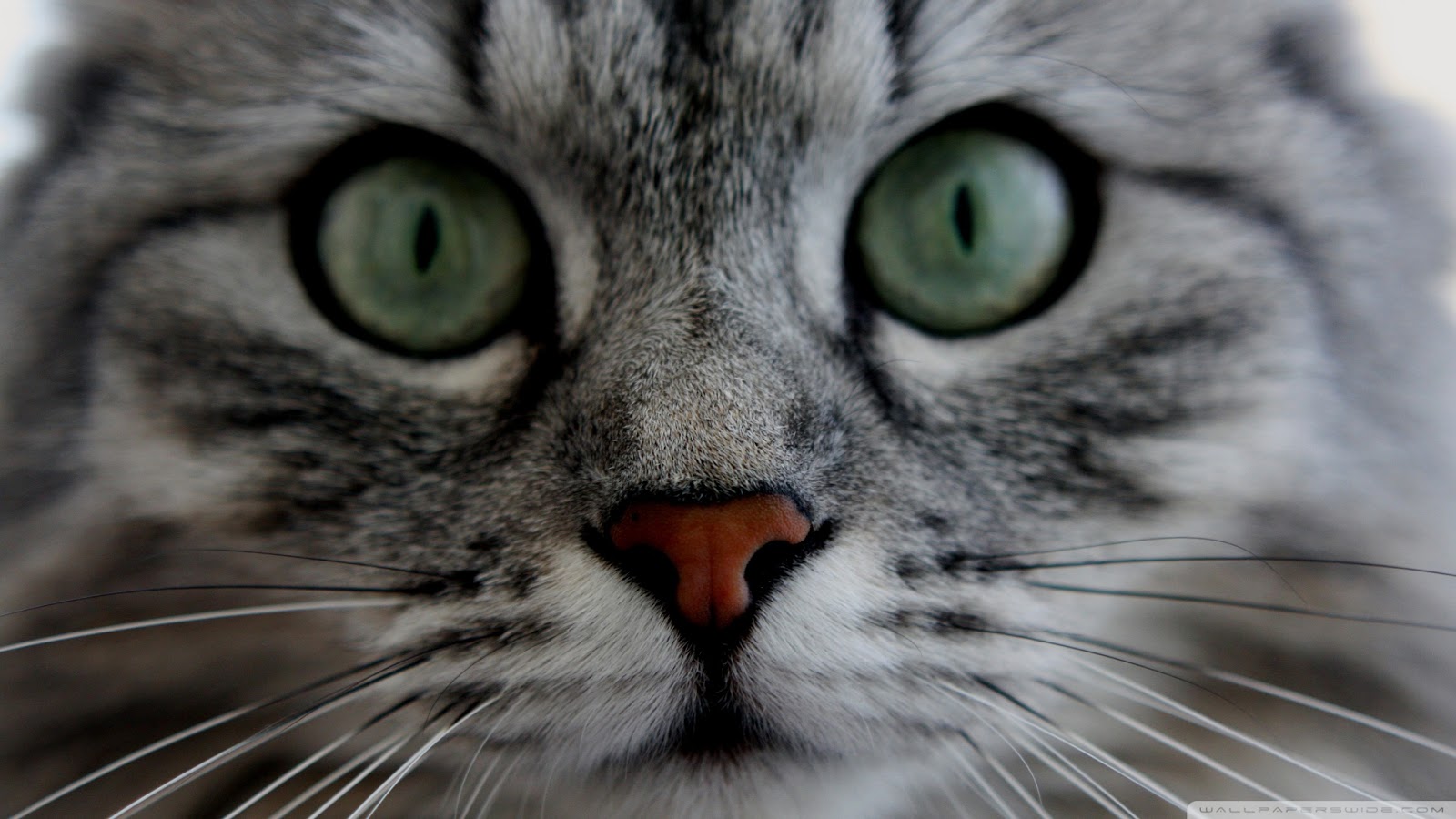 fond d'écran,chat,moustaches,chats de petite à moyenne taille,félidés,fermer