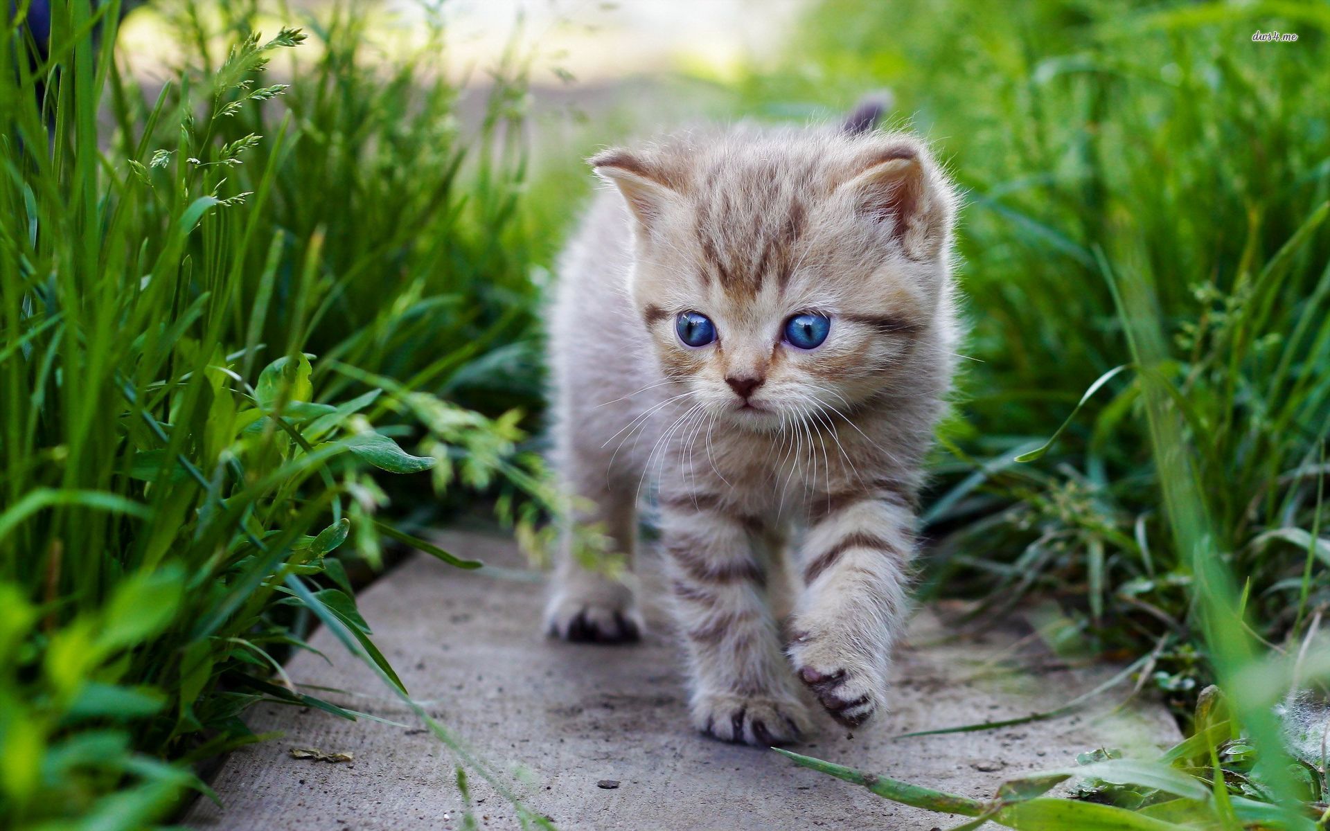 cute baby cat fondo de pantalla hd,gato,gatos pequeños a medianos,felidae,bigotes,césped