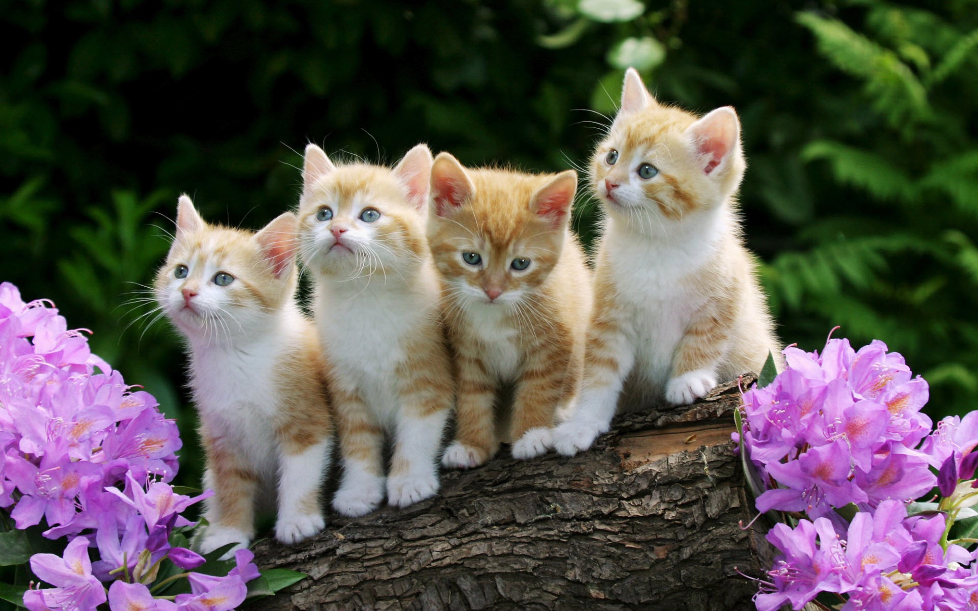 かわいい赤ちゃん猫のhdの壁紙,ネコ,中型から中型の猫,ネコ科,ひげ,子猫