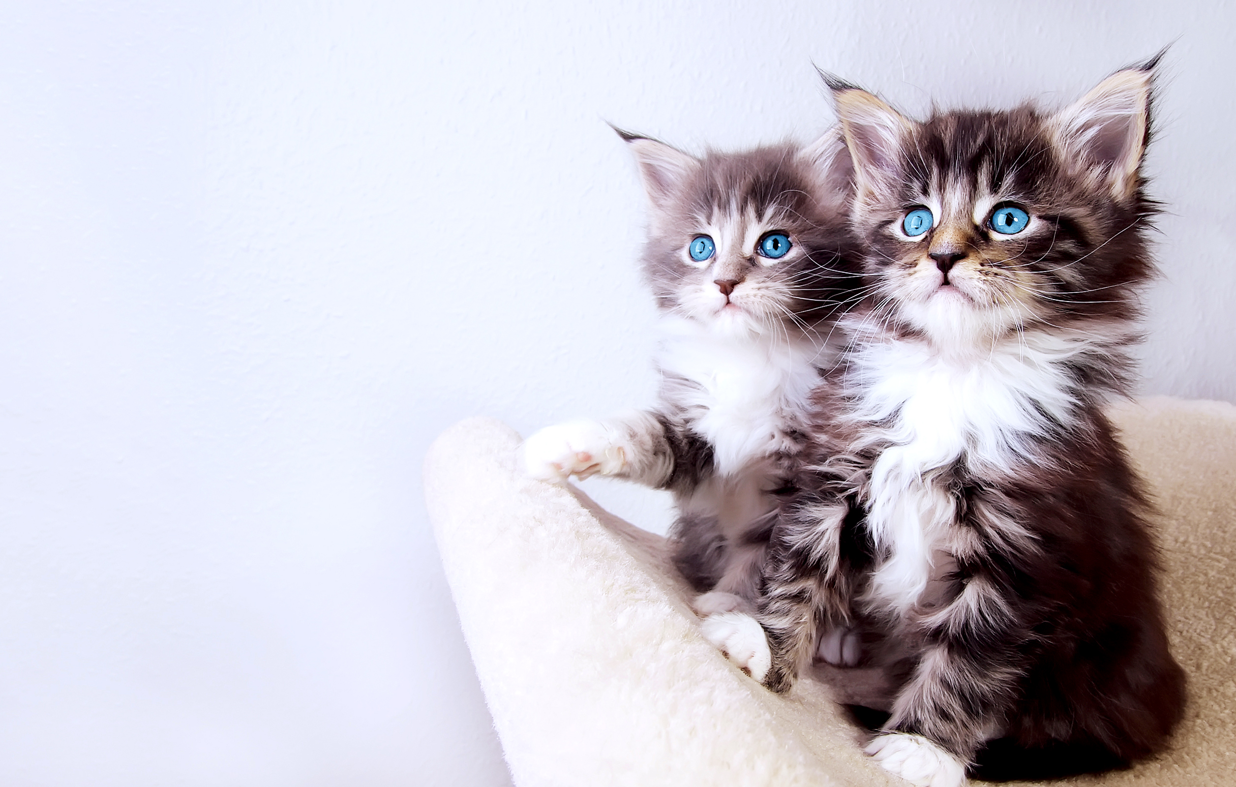 cute baby cat hd wallpaper,gatto,gatti di piccola e media taglia,felidae,gattino,barba