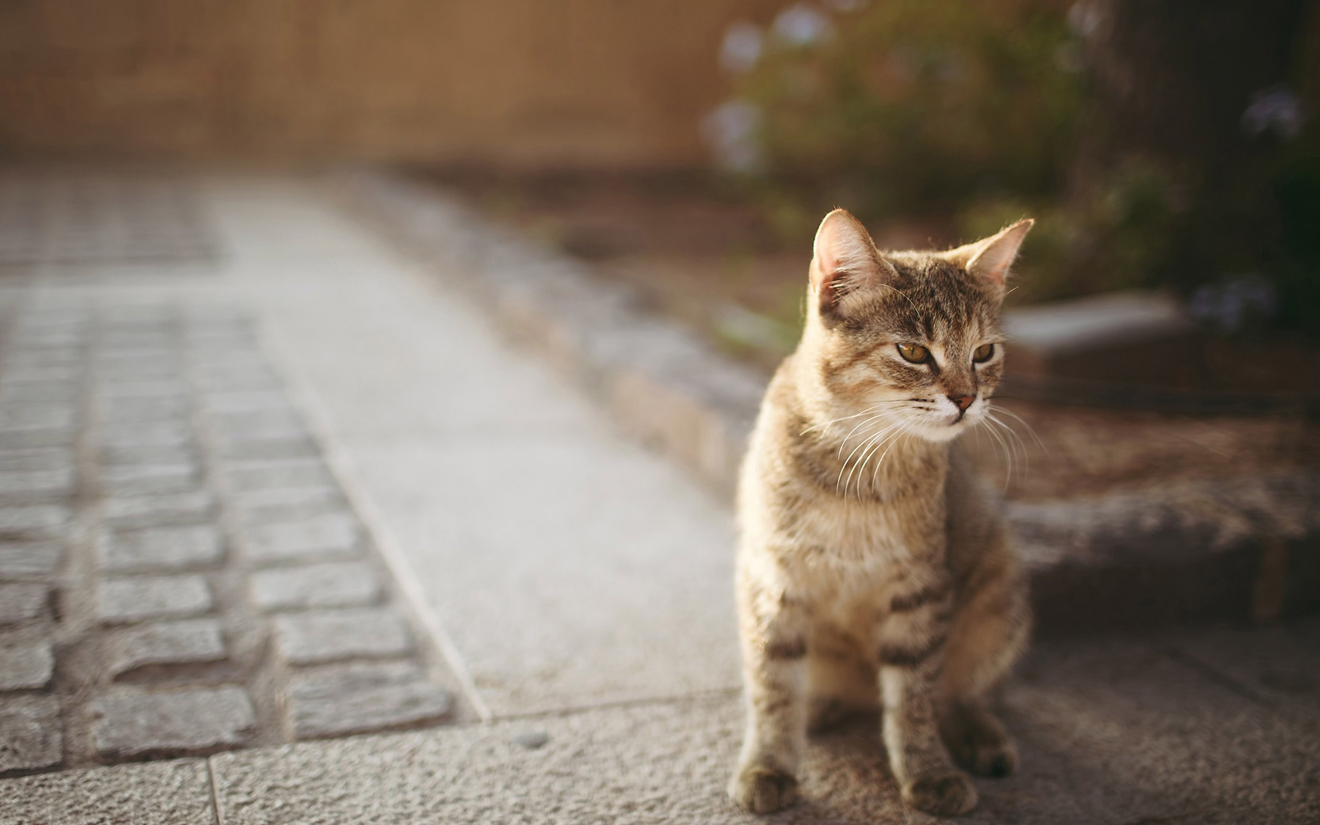 벽지,고양이,중소형 고양이,felidae,구레나룻,유럽 ​​쇼트 헤어