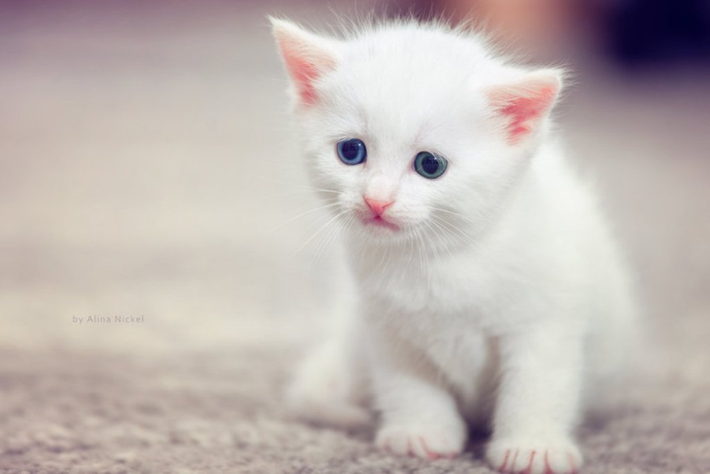 cute baby cat fondo de pantalla hd,gato,gatos pequeños a medianos,bigotes,felidae,gatito