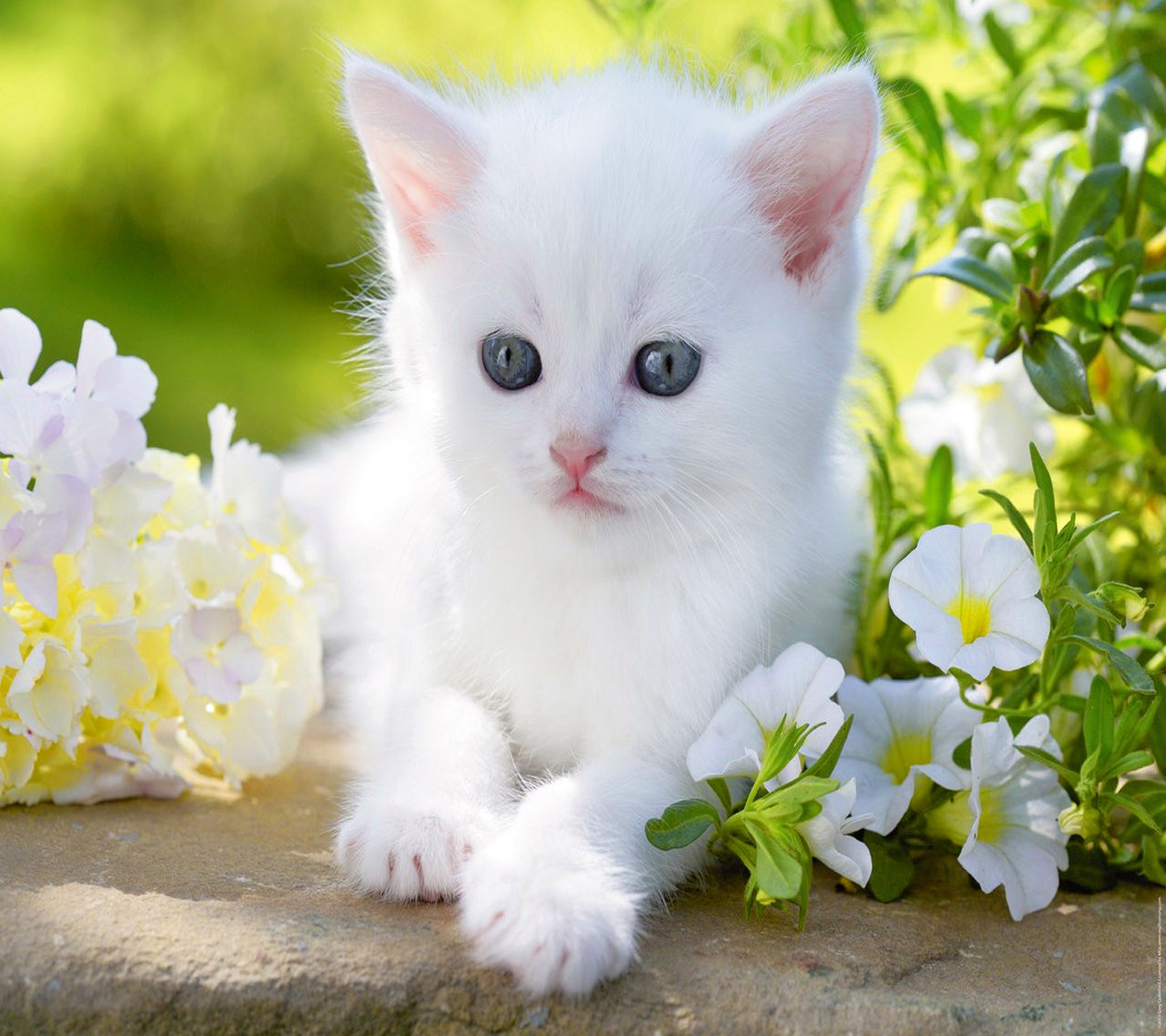 fond d'écran mignon bébé chat hd,chat,chats de petite à moyenne taille,félidés,moustaches,chaton