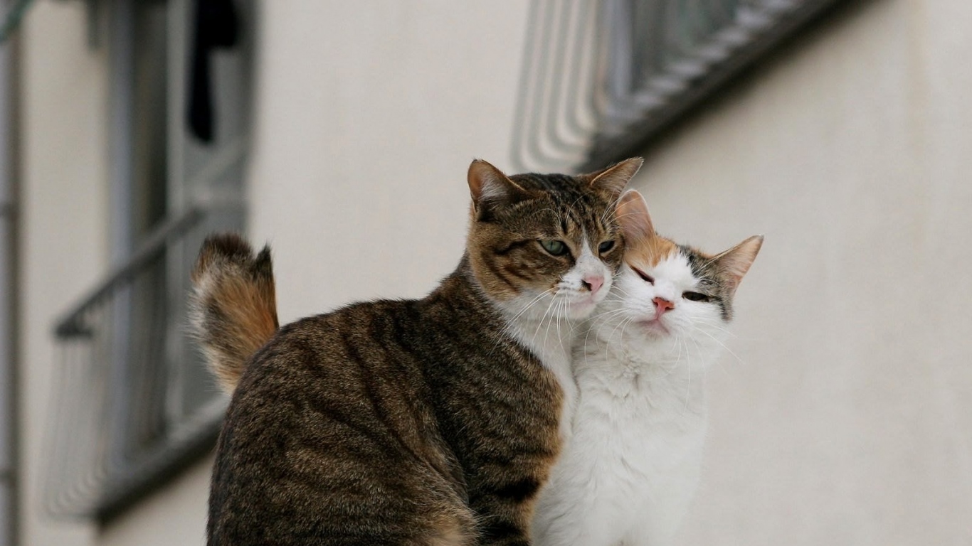 fondo de pantalla,gato,gatos pequeños a medianos,felidae,bigotes,pelo corto europeo