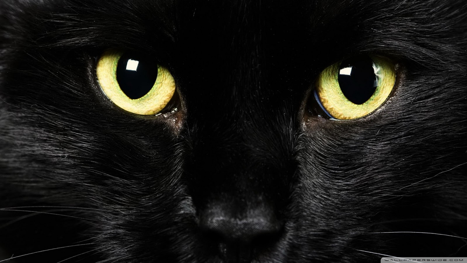 壁紙,ネコ,黒猫,中型から中型の猫,黒,ネコ科