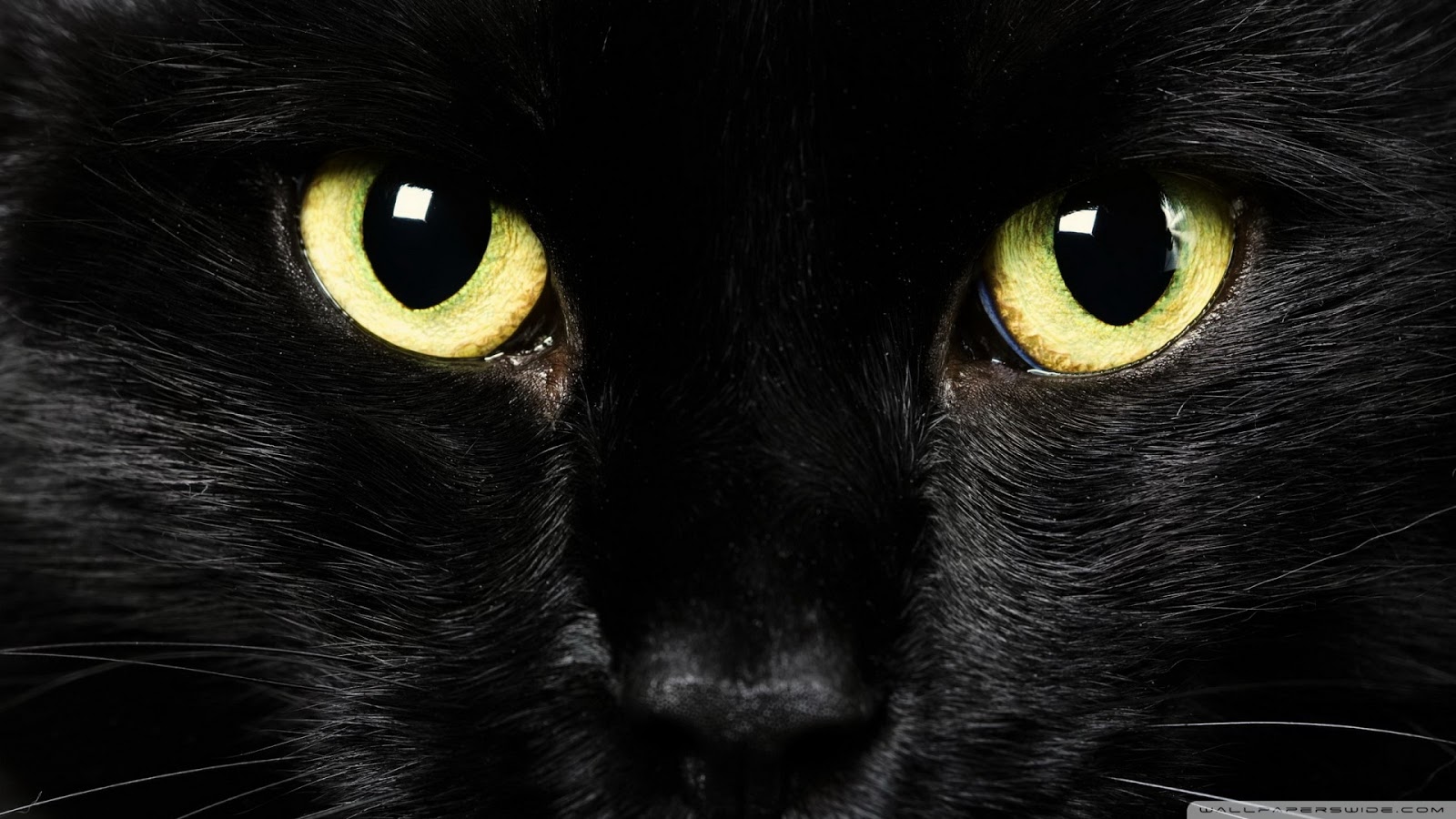 壁紙 ネコ 黒猫 中型から中型の猫 黒 ネコ科 Wallpaperuse
