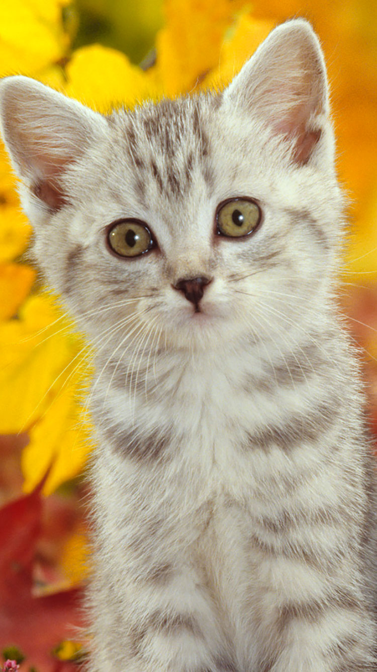 kitten iphone wallpaper,cat,mammal,vertebrate,small to medium sized cats,felidae
