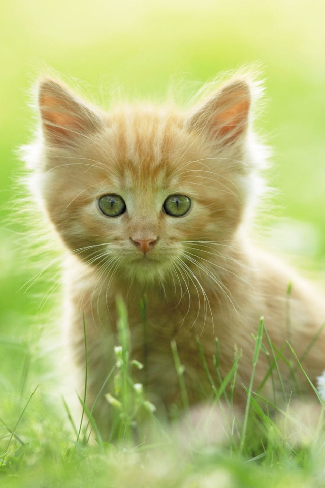 fond d'écran iphone chaton,chat,félidés,chats de petite à moyenne taille,moustaches,vert