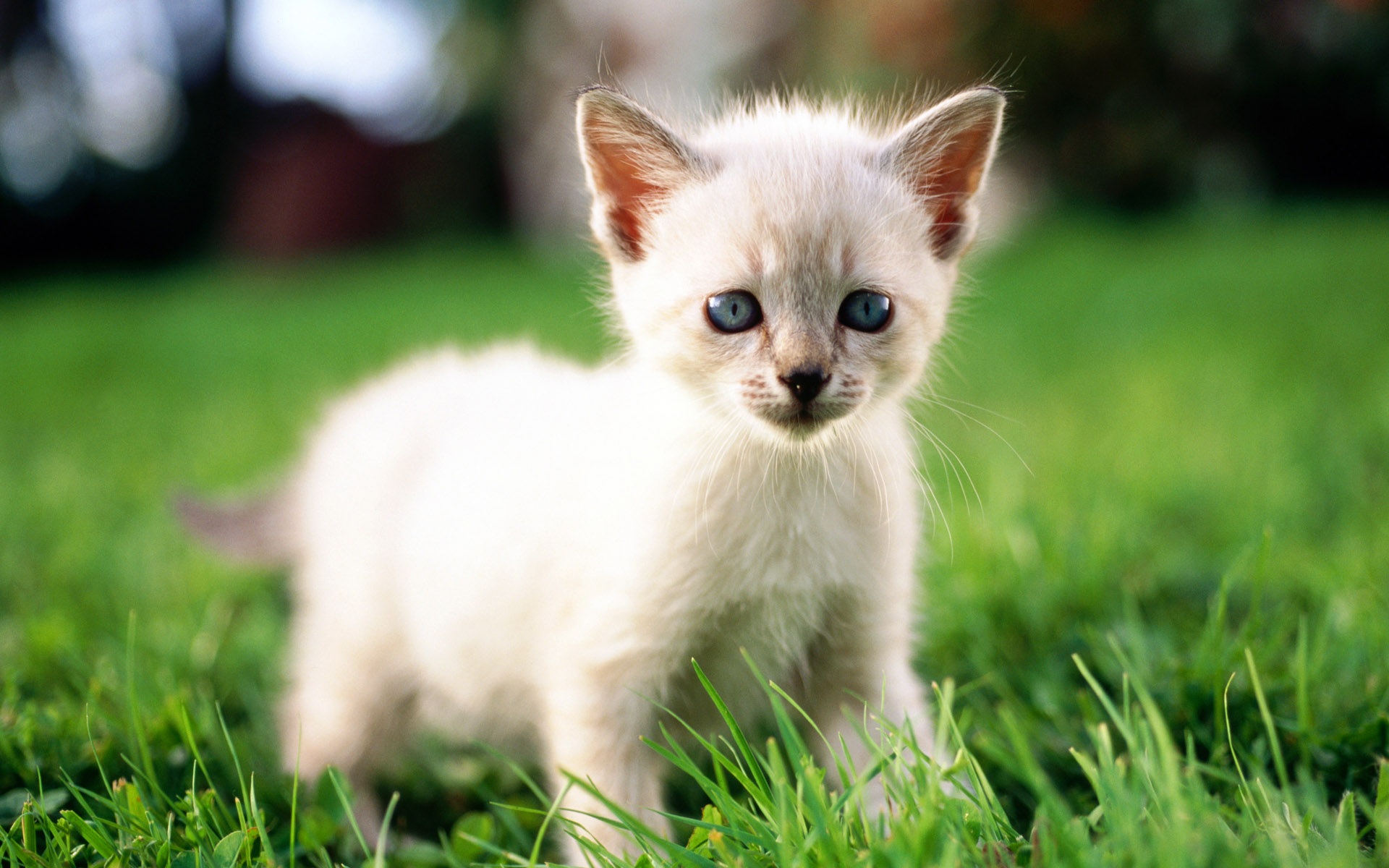 fond d'écran,chat,félidés,chats de petite à moyenne taille,moustaches,chaton