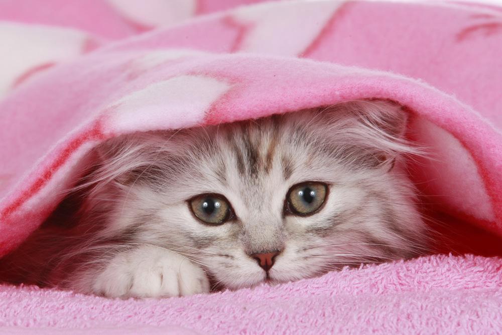 wallpaper แมว,cat,small to medium sized cats,mammal,pink,felidae