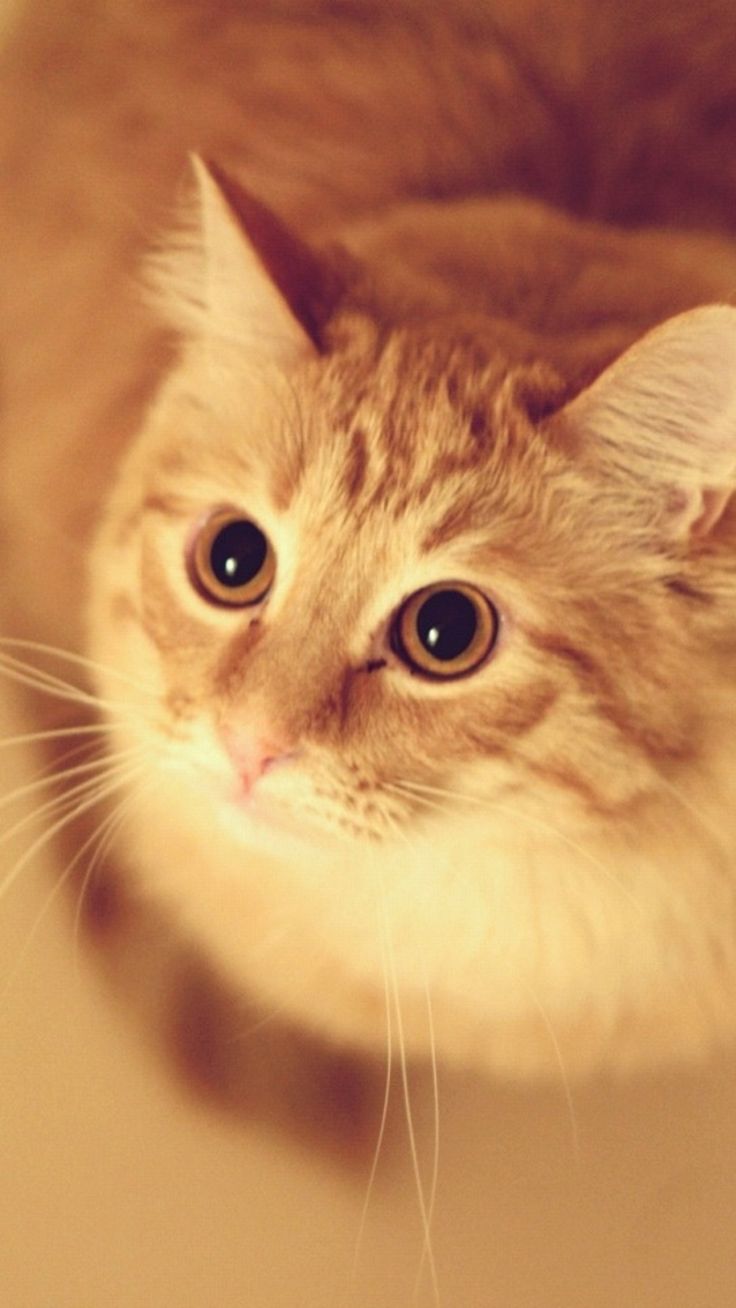 kitten iphone wallpaper,cat,mammal,small to medium sized cats,whiskers,felidae