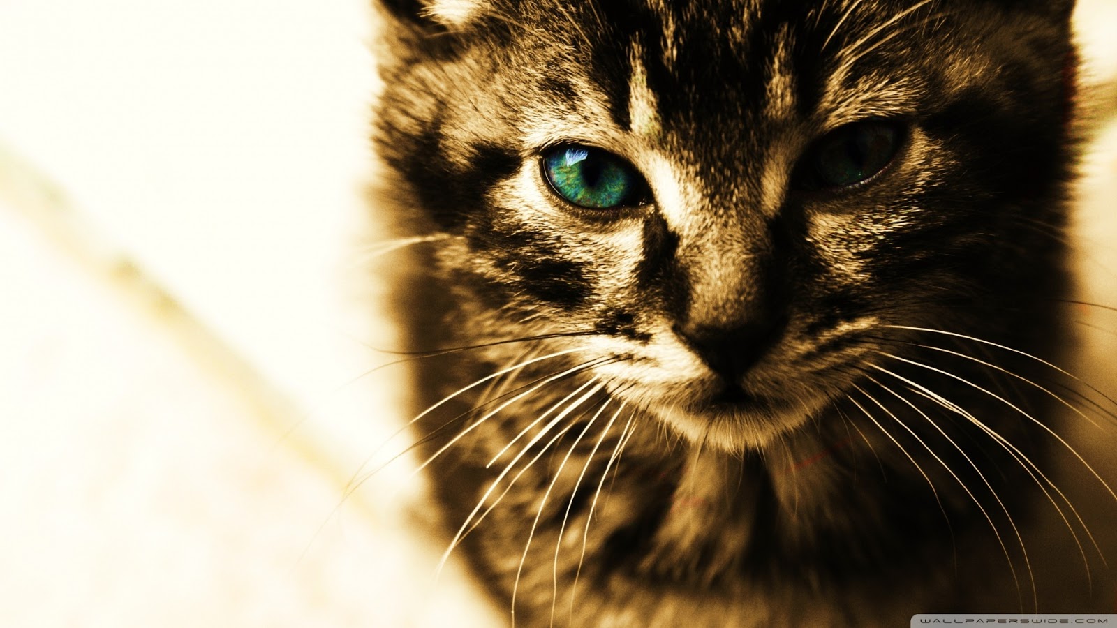 fondo de pantalla,gato,bigotes,gatos pequeños a medianos,felidae,verde