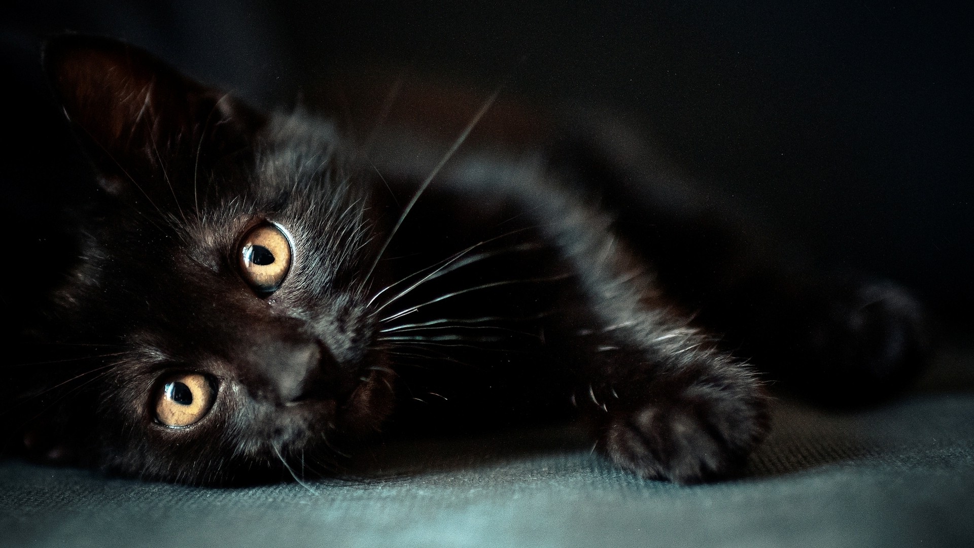 黒猫の壁紙のhd,ネコ,中型から中型の猫,黒猫,ネコ科,ひげ