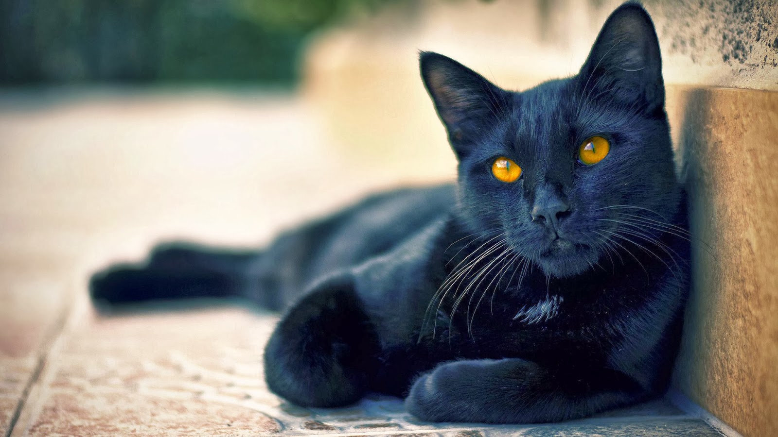 gatto nero wallpaper hd,gatto,gatto nero,gatti di piccola e media taglia,felidae,barba