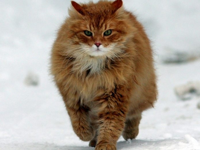 hintergrund,katze,kleine bis mittelgroße katzen,schnurrhaare,felidae,norwegische waldkatze