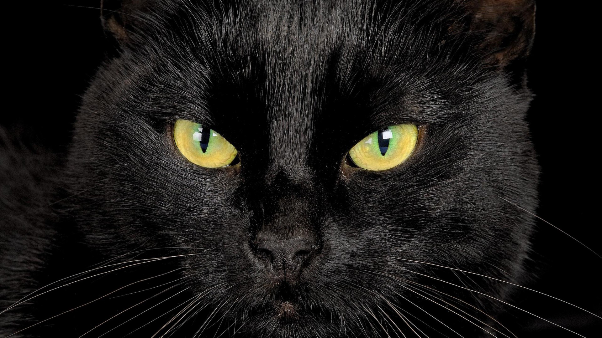 黒猫の壁紙のhd,ネコ,黒猫,中型から中型の猫,ひげ,ボンベイ