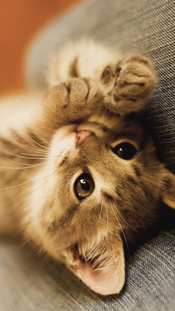 猫壁紙iphone ネコ 自然 ネコ科 中型から中型の猫 草 Wallpaperuse 猫壁紙iphone ネコ 自然 ネコ科 中型から中型の猫 草 Wallpaperuse