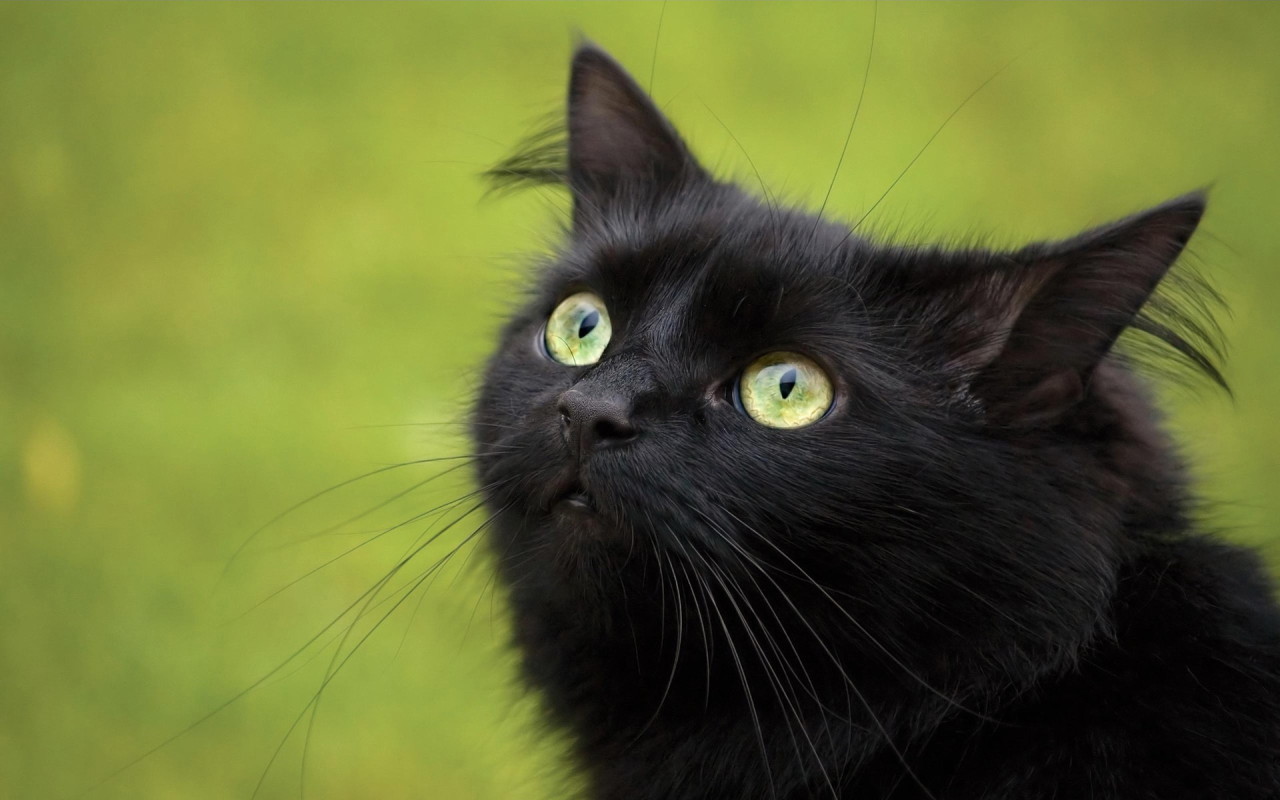 gatto nero wallpaper hd,gatto,gatto nero,gatti di piccola e media taglia,barba,felidae