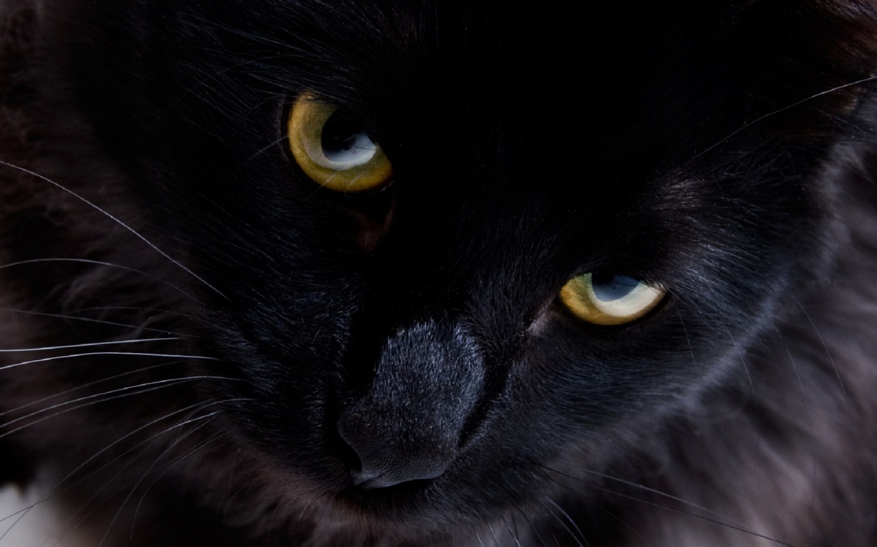 黒猫の壁紙のhd,ネコ,黒猫,中型から中型の猫,ひげ,黒