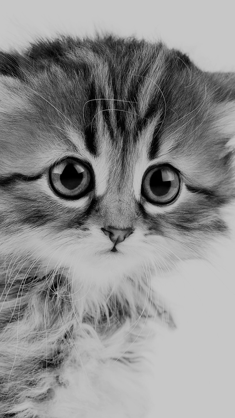 carta da parati iphone gattino,gatto,gatti di piccola e media taglia,felidae,barba,bianco e nero