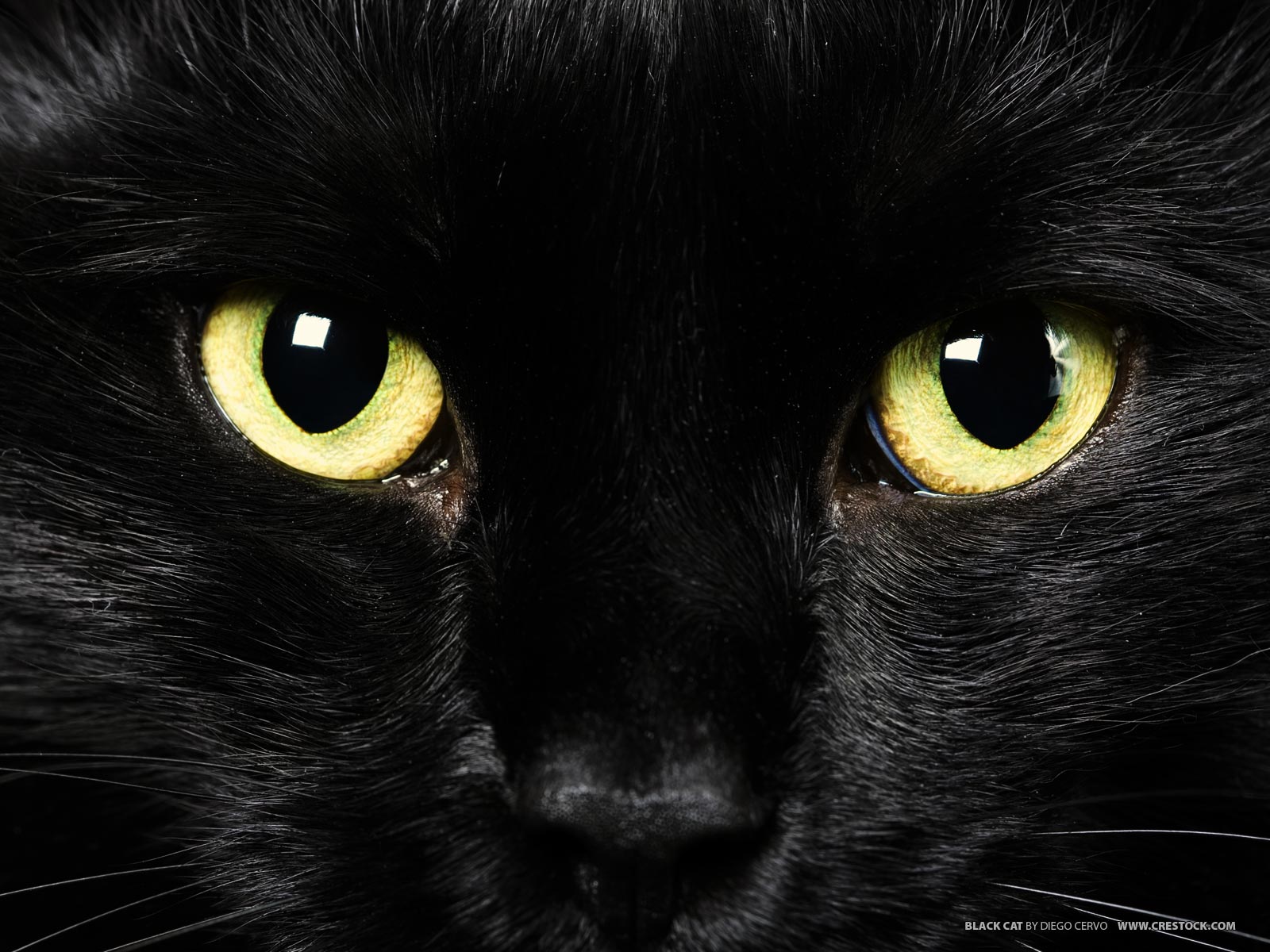 黒猫の壁紙のhd,ネコ,黒猫,中型から中型の猫,ボンベイ,黒